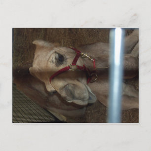 Camel Closeup, 1 Briefkaart
