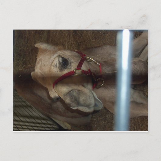Camel Closeup, 1 Briefkaart (Voorkant)