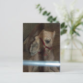 Camel Closeup, 1 Briefkaart (Staand voorkant)