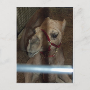 Camel Closeup, 1 Briefkaart