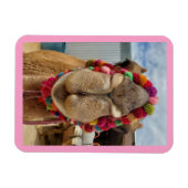 Camel Cuteness Pink Magnet Magneet (Horizontaal)