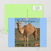 Camel Desert Destiny Zazzle denkt aan jou Briefkaart (Voorkant / Achterkant)