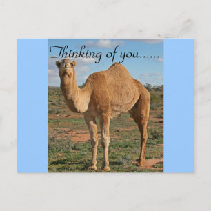 Camel Desert Destiny Zazzle Thinking of You Briefkaart
