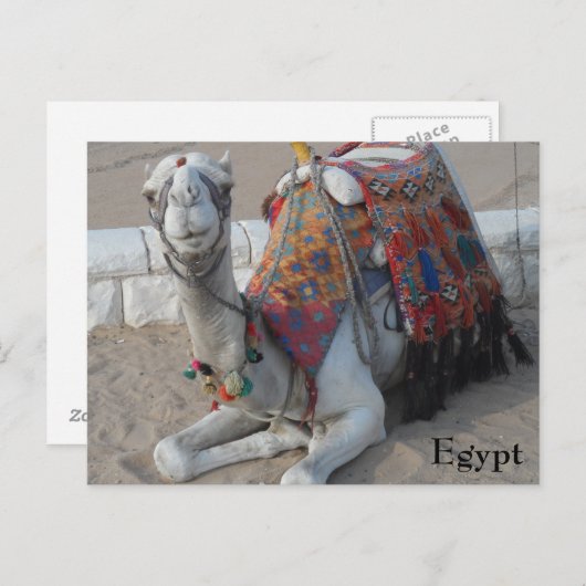 Camel Egypte Briefkaart (Voorkant / Achterkant)
