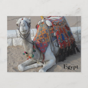 Camel Egypte Briefkaart