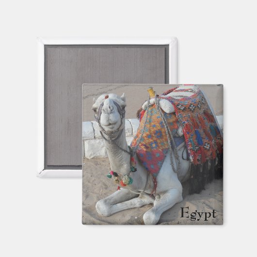 Camel Egypte Magneet (Voorkant / Achterkant)