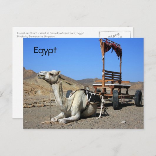 Camel en Cart - Briefkaart Egypte (Voorkant / Achterkant)