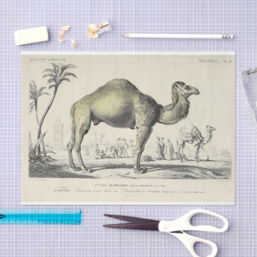  Camel Ephemera Decoupage Franse script Tissuepapier (Craft)