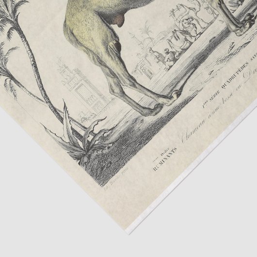  Camel Ephemera Decoupage Franse script Tissuepapier (Detail)