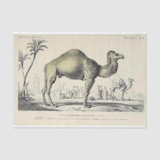 Camel Ephemera Decoupage Franse script Tissuepapier (Voorkant)