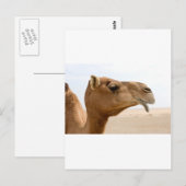 Camel face briefkaart (Voorkant / Achterkant)