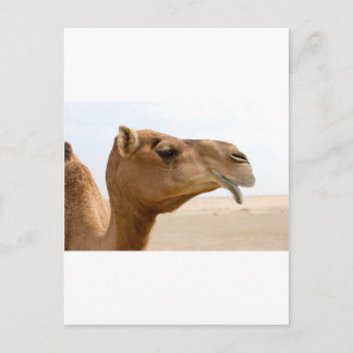 Camel face briefkaart
