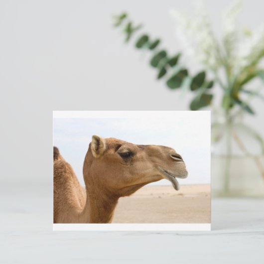 Camel face briefkaart (Staand voorkant)