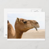Camel face briefkaart (Voorkant / Achterkant)