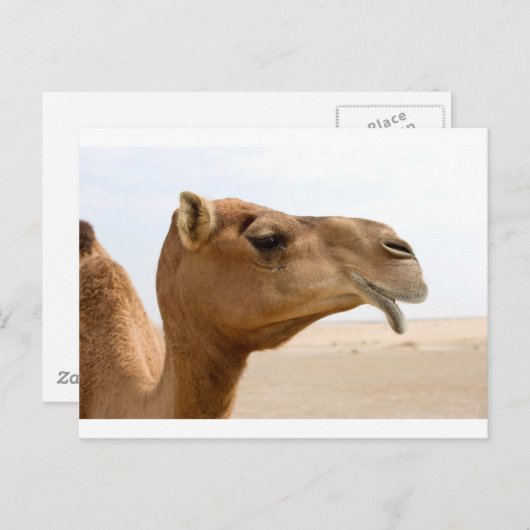 Camel face briefkaart (Voorkant / Achterkant)