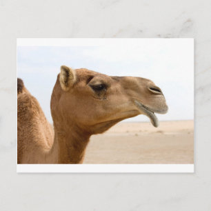 Camel face briefkaart