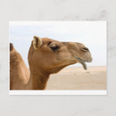 Camel face briefkaart (Voorkant)