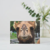 Camel Face Briefkaart (Staand voorkant)