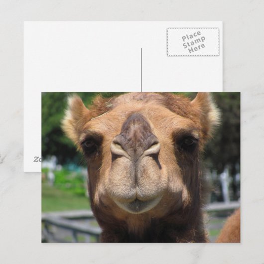 Camel Face Briefkaart (Voorkant / Achterkant)