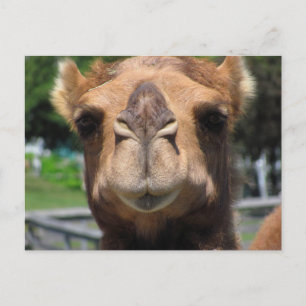 Camel Face Briefkaart