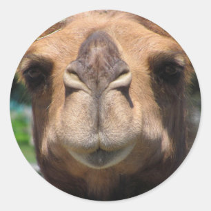 Camel Face Ronde Sticker