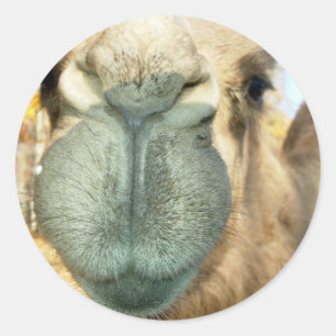 Camel Face Ronde Sticker