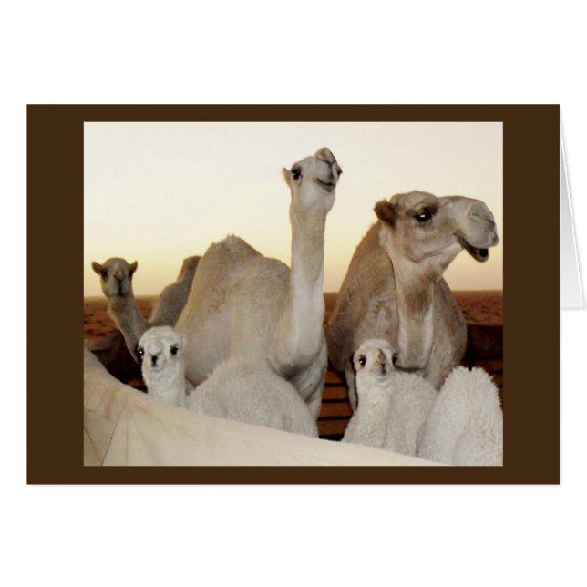 Camel Family (Voorkant Horizontaal)