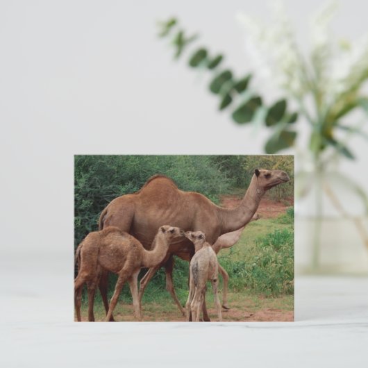 Camel Family Briefkaart (Staand voorkant)