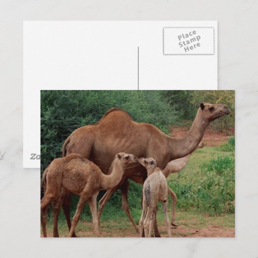 Camel Family Briefkaart (Voorkant / Achterkant)