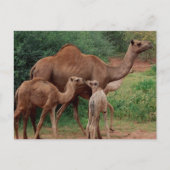 Camel Family Briefkaart (Voorkant)