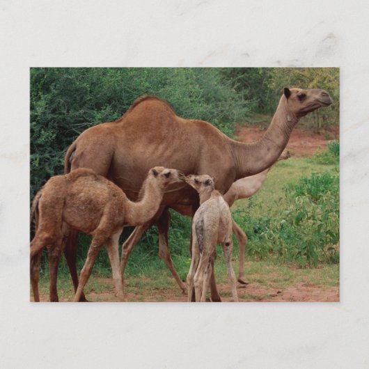 Camel Family Briefkaart (Voorkant)
