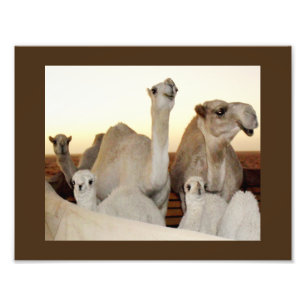 Camel Family Foto Afdruk