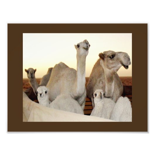 Camel Family Foto Afdruk (Voorkant)