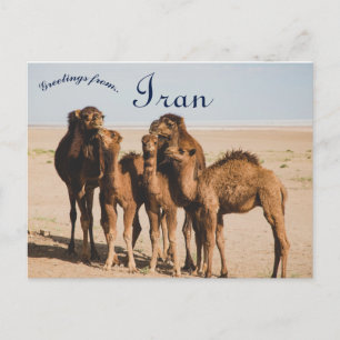 Camel Family Isfahan Province Aran o Bidgol Iran Briefkaart