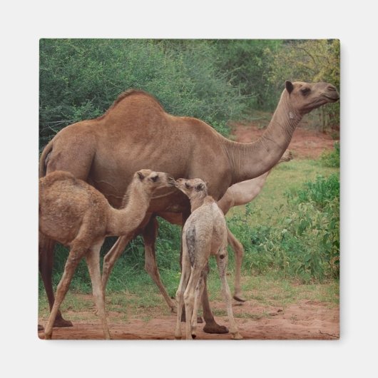 Camel Family Magneet (Voorkant)