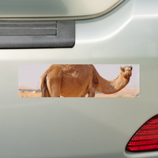 Camel for Arabs Bumpersticker (Op auto)
