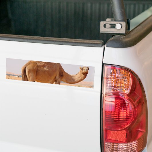 Camel for Arabs Bumpersticker (Op Truck)