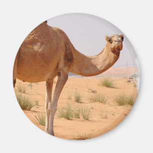 Camel for Arabs Magnet