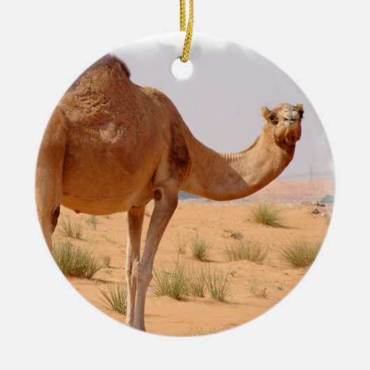 Camel for Arabs Ornament (Voorkant)