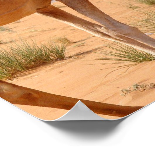 Camel for Arabs Poster Print (Hoek)