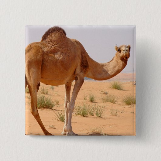 Camel for Arabs Square Pin Vierkante Button 5,1 Cm (Voorkant)
