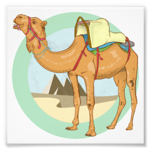 Camel Giza Pyramids Foto Afdruk
