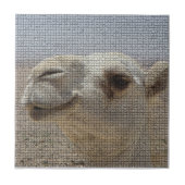 Camel Head Tile Tegeltje (Voorkant)