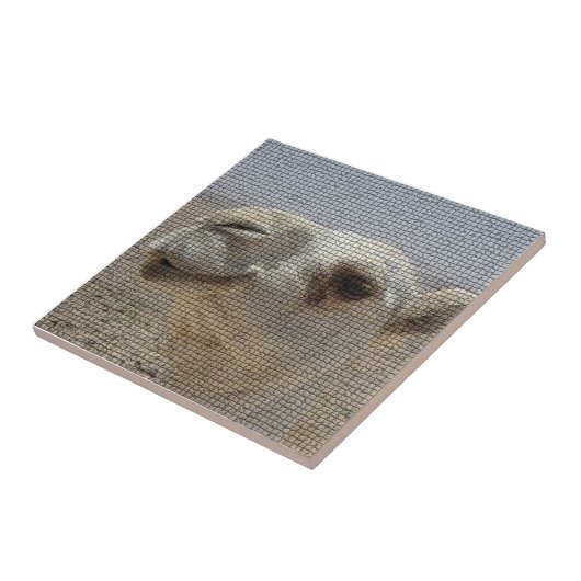 Camel Head Tile Tegeltje (Zijkant)
