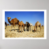 Camel herd poster (Voorkant)