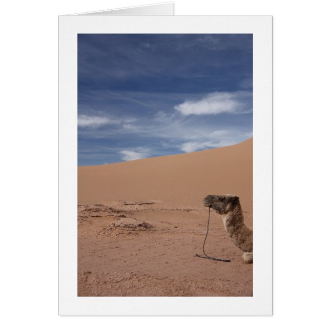 Camel in de Dunes (Voorkant)
