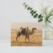 Camel in de woestijn briefkaart (Staand voorkant)
