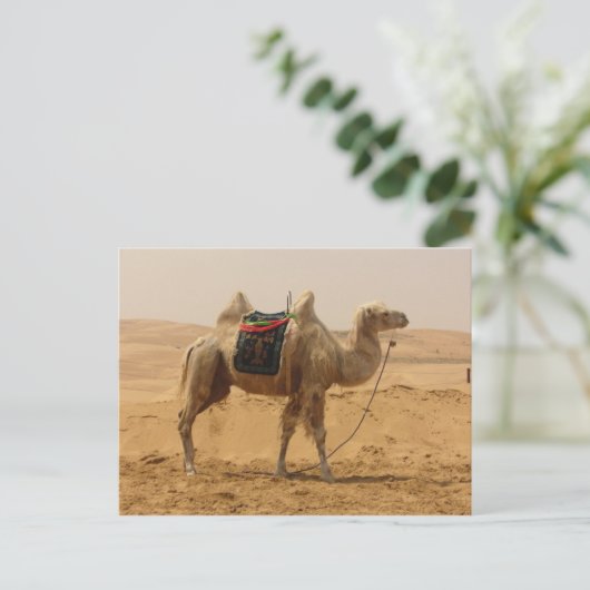 Camel in de woestijn briefkaart (Staand voorkant)