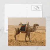 Camel in de woestijn briefkaart (Voorkant / Achterkant)