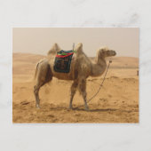 Camel in de woestijn briefkaart (Voorkant)